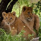 Löwennachwuchs im Zoo