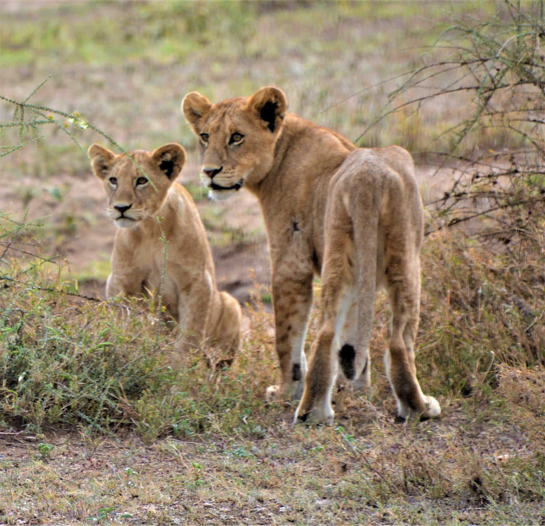 Löwennachwuchs in der Serengeti