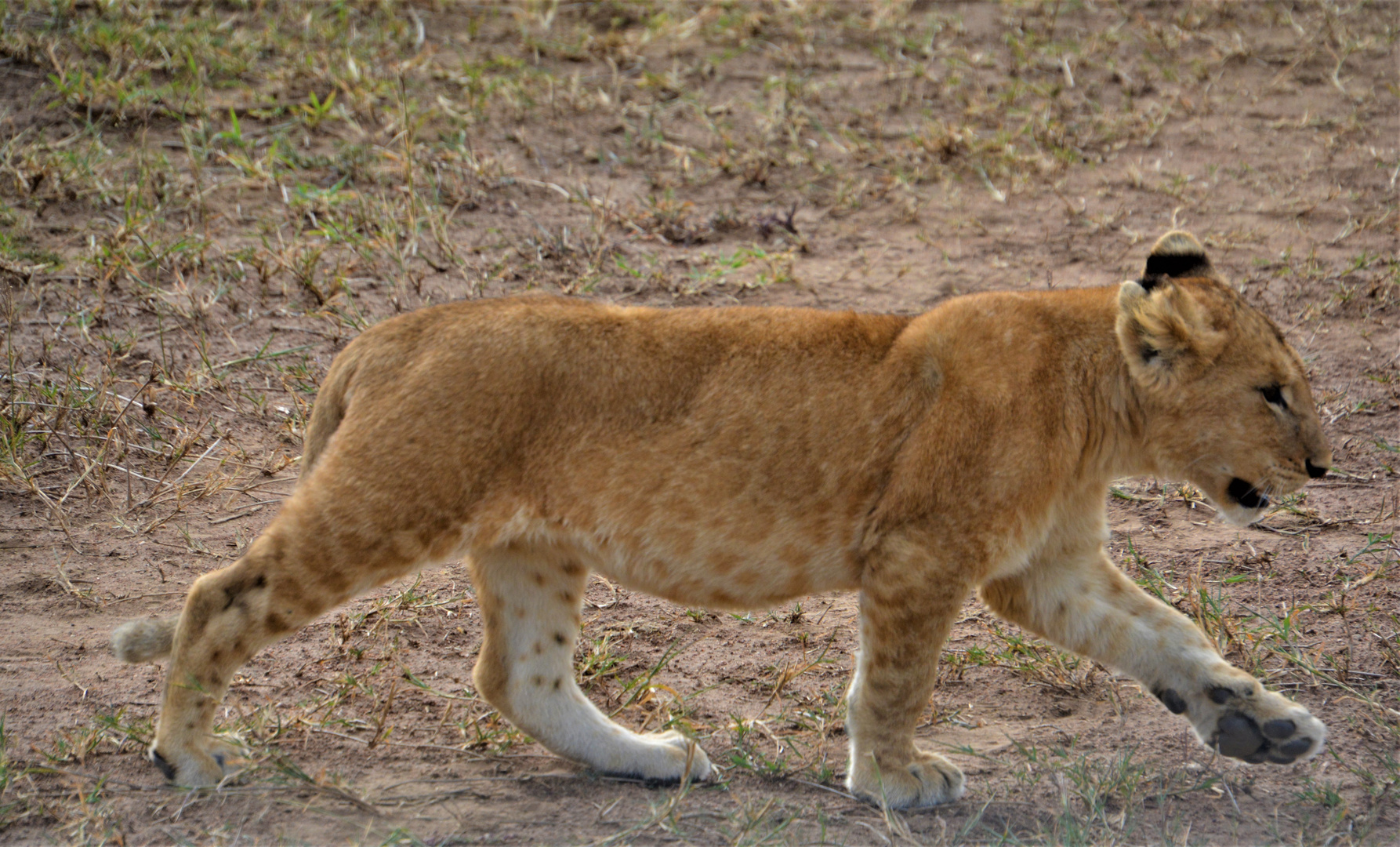 Löwennachwuchs in der Serengeti