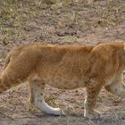 Löwennachwuchs in der Serengeti