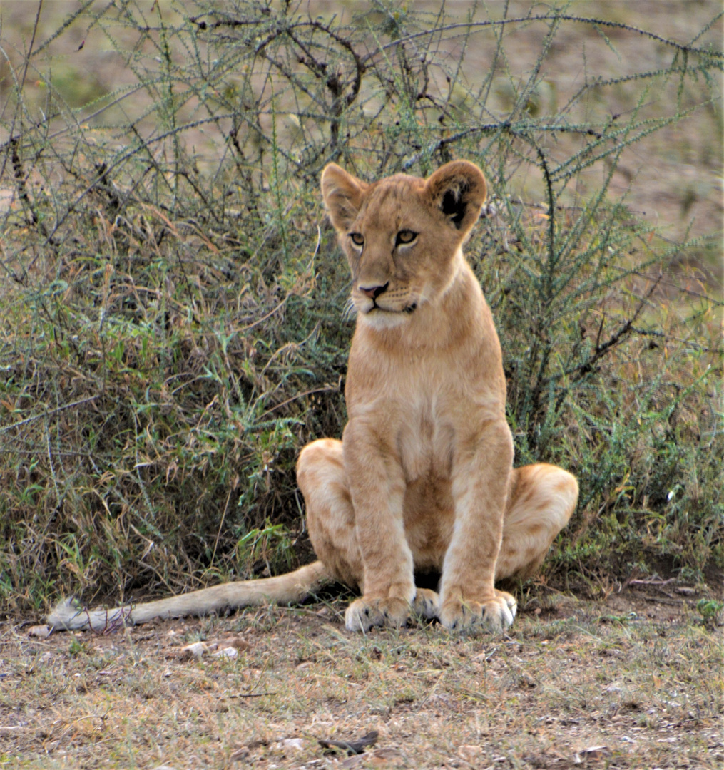 Löwennachwuchs in der Serengeti