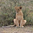 Löwennachwuchs in der Serengeti