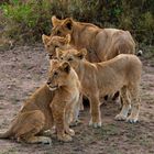 Löwennachwuchs in der Serengeti