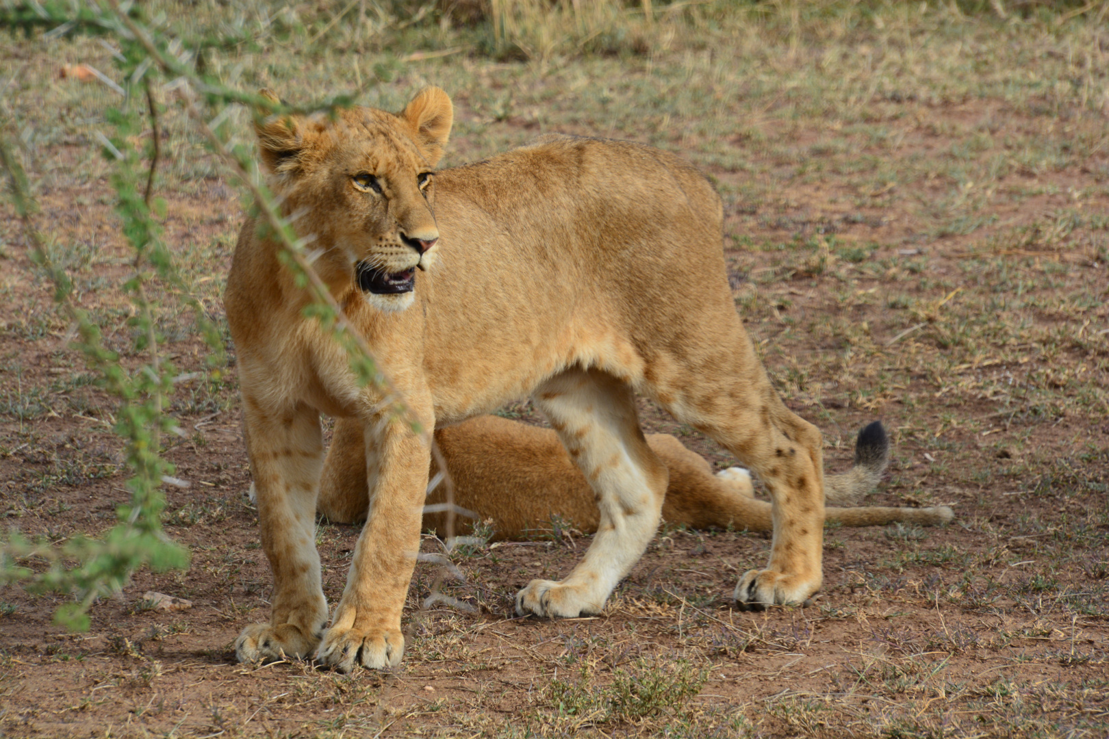 Löwennachwuchs in der Serengeti