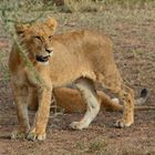 Löwennachwuchs in der Serengeti