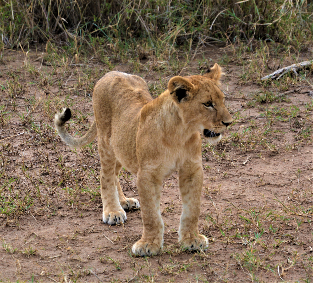 Löwennachwuchs in der Serengeti