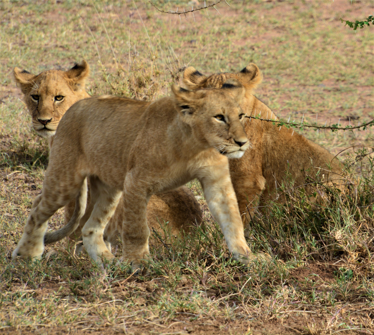 Löwennachwuchs in der Serengeti