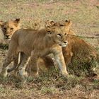 Löwennachwuchs in der Serengeti