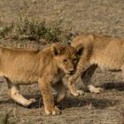 Löwennachwuchs in der Serengeti