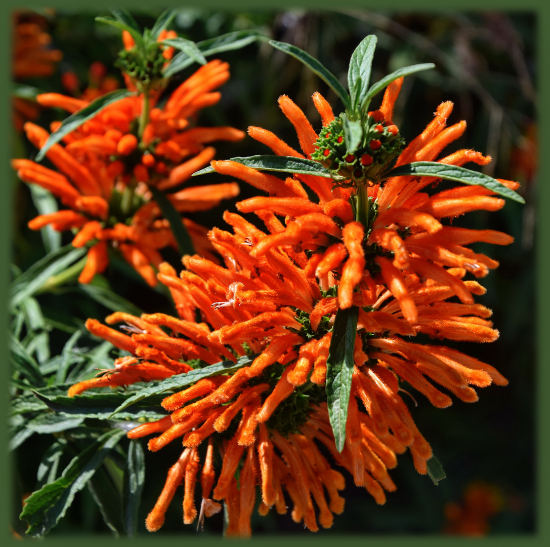 Löwenohren (Leonotis nepetifolia)