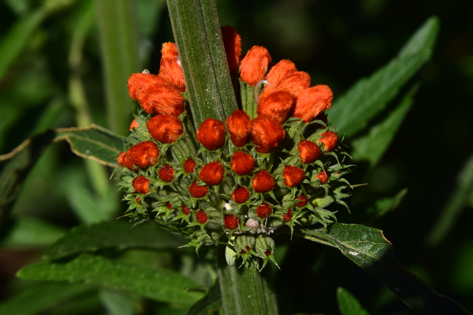 Löwenohren (Leonotis nepetifolia) Knospen