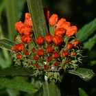 Löwenohren (Leonotis nepetifolia) Knospen