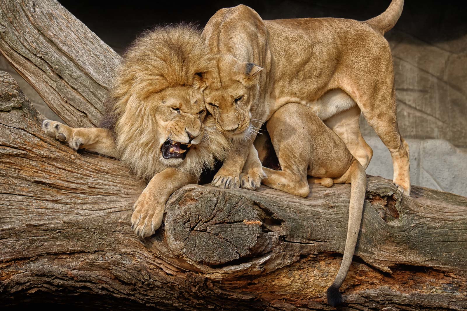 Lowenpaar Foto Bild Tiere Zoo Wildpark Falknerei Saugetiere Bilder Auf Fotocommunity
