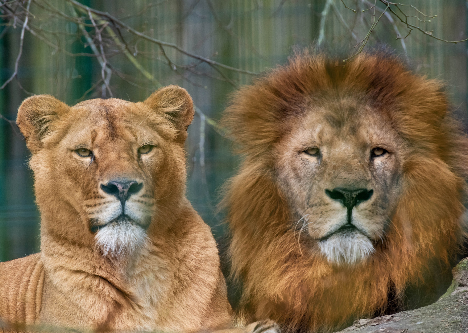 Lowenpaar Foto Bild Natur Zoo Tiere Bilder Auf Fotocommunity