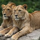 Löwenpaar (c)
