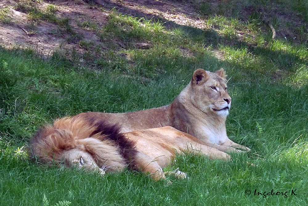 Löwenpaar - er schläft - sie wacht -