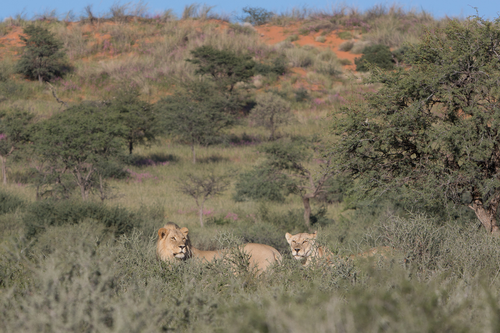 Löwenpaar im Kgalagadi Transfrontier Park