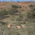 Löwenpaar im Kgalagadi Transfrontier Park