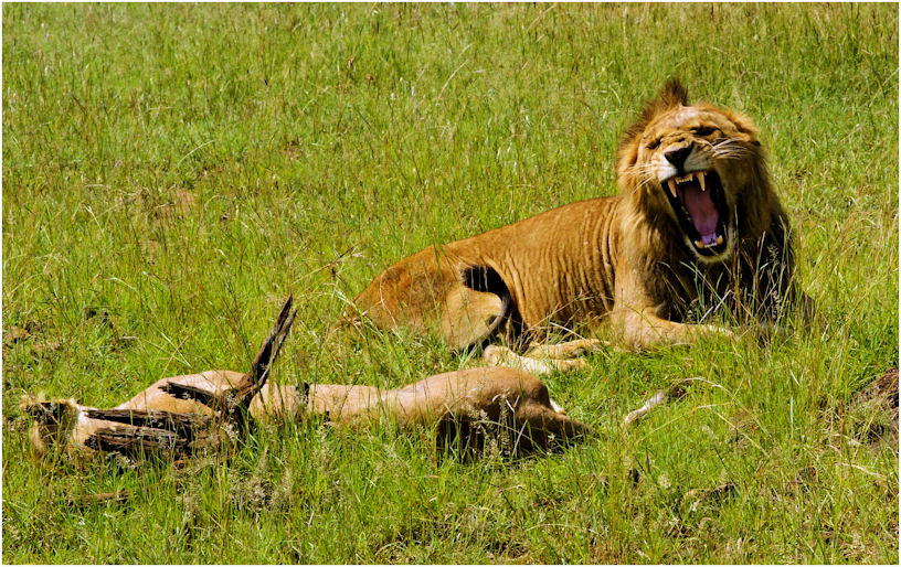 Löwenpaar im Massai Mara