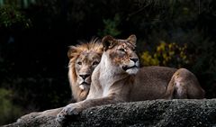 Löwenpaar im Zoo Basel / 1