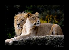 Löwenpaar im Zoo Basel