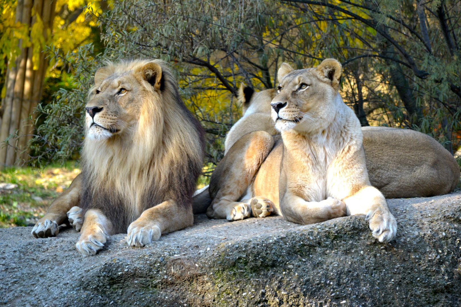 Löwenpaar im Zoo Basel