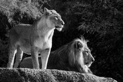 Löwenpaar in der Abendsonne