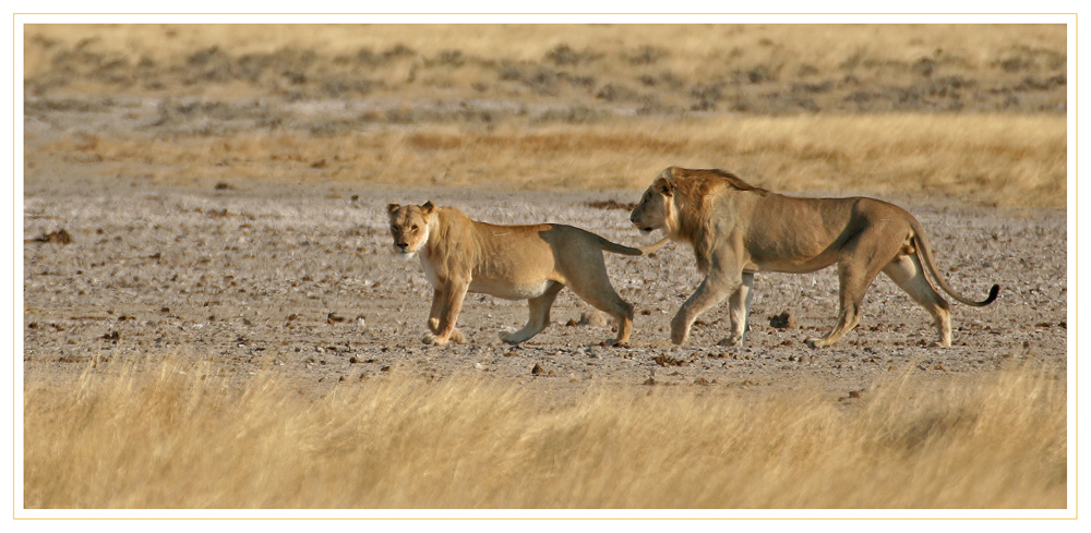 Löwenpaar in Etosha