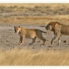 Löwenpaar in Etosha