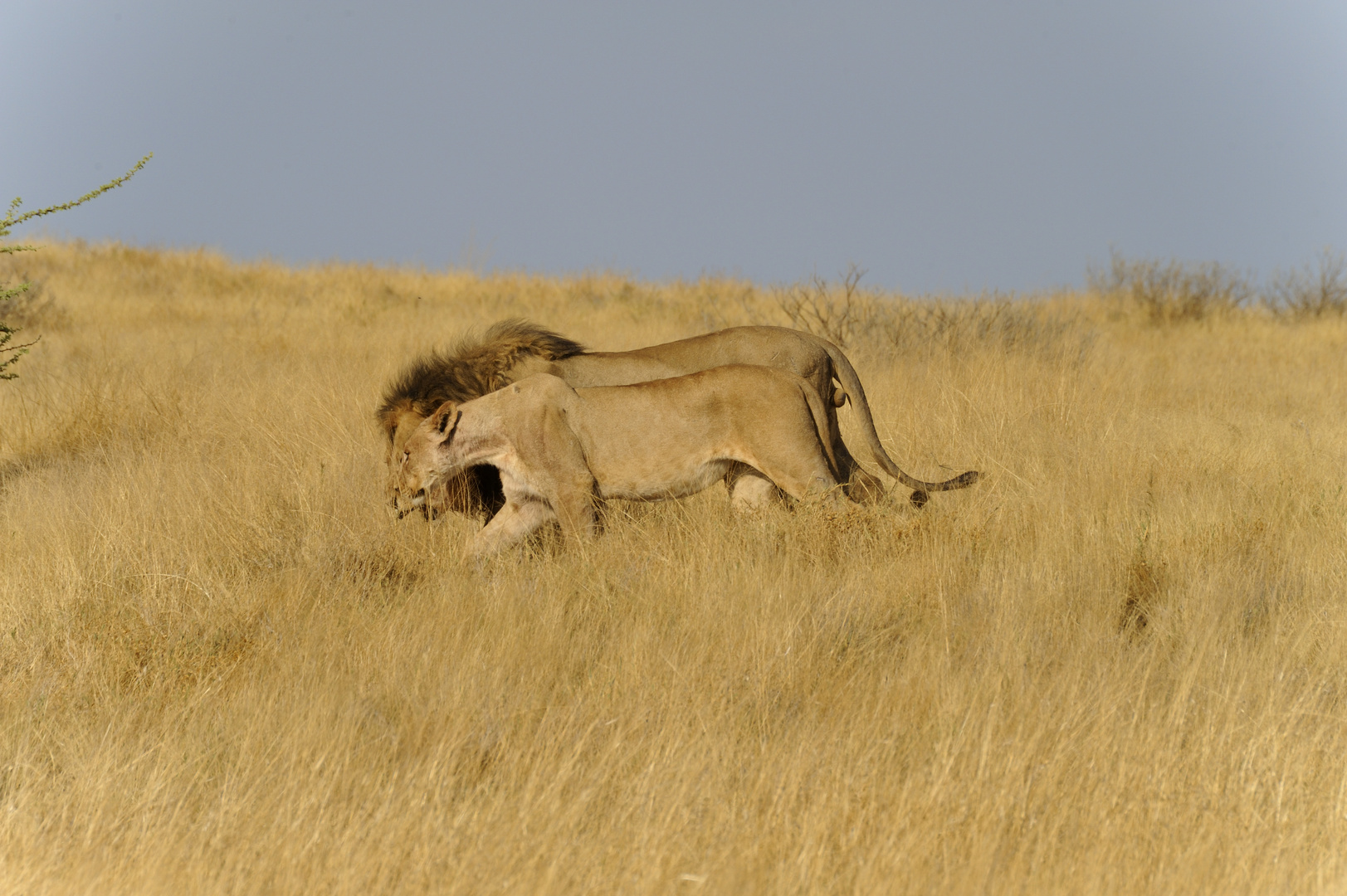 Löwenpaar in Etosha