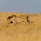 Löwenpaar in Etosha