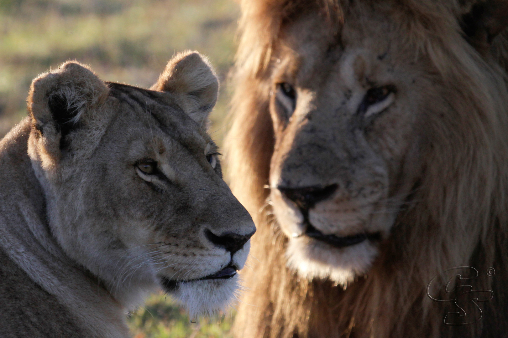 Löwenpaar in Masai Mara