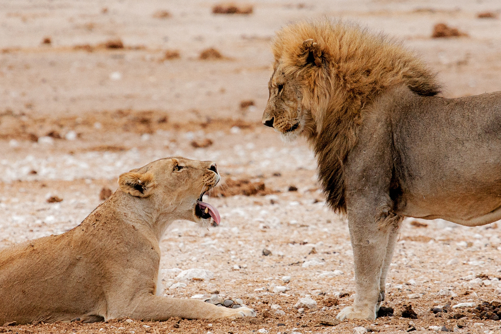Löwenpaar in Namibia