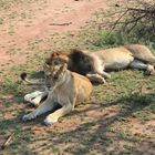 Löwenpaar on Honeymoon