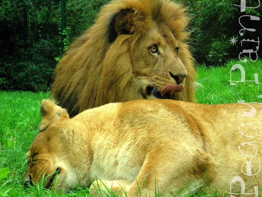 Löwenpäarchen im Eberswalder-Zoo