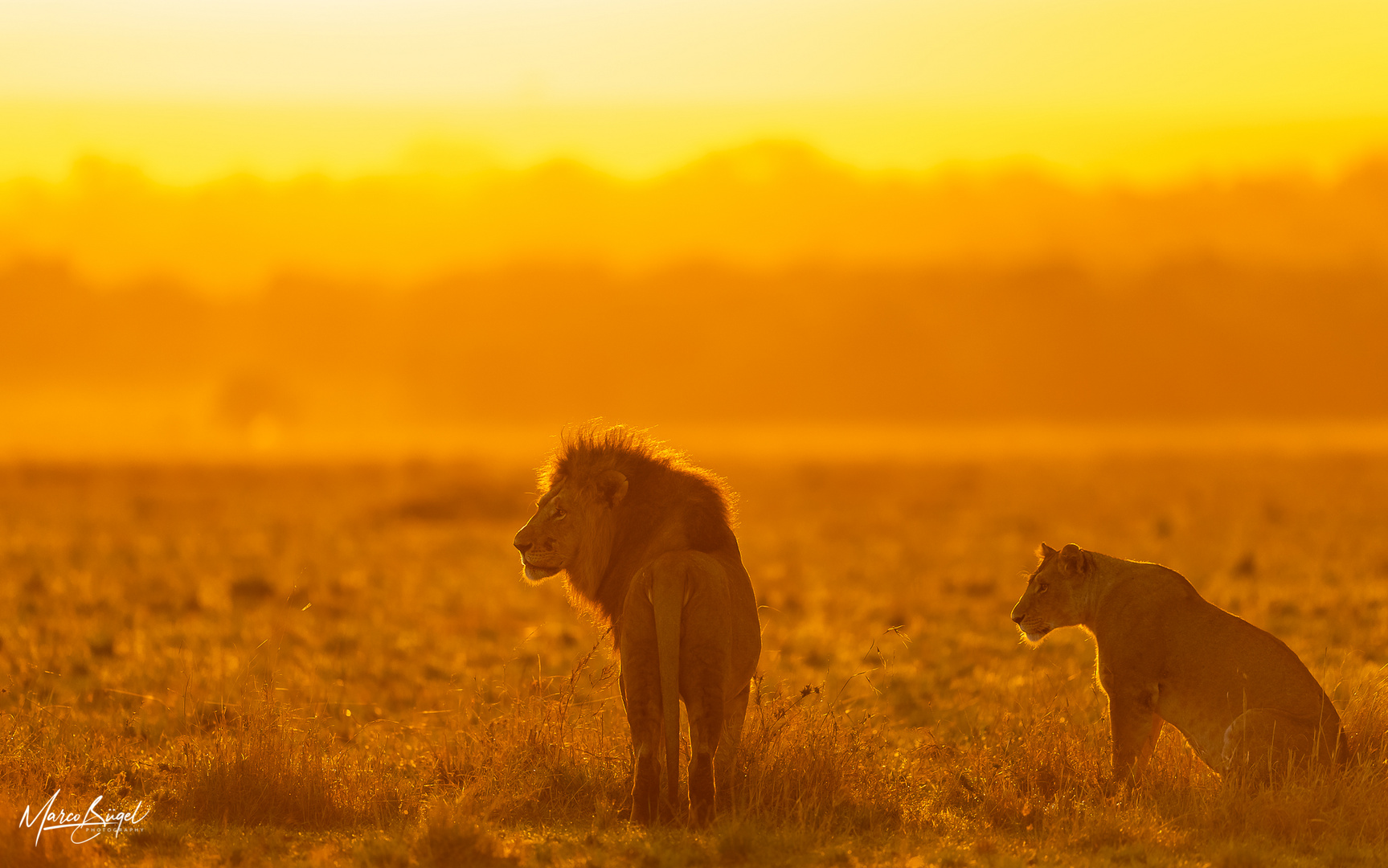 Löwenpärchen bei Sonnenaufgang