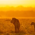 Löwenpärchen bei Sonnenaufgang