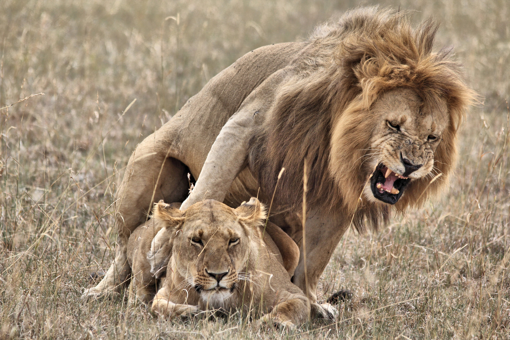 Löwenpärchen in der Masai Mara