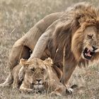 Löwenpärchen in der Masai Mara