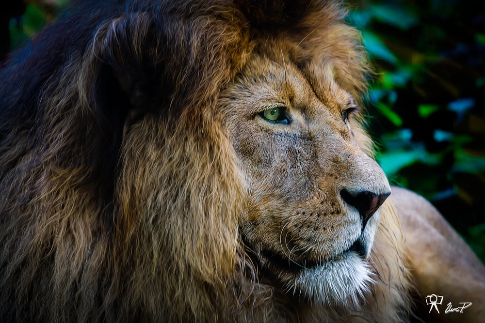 Löwenportrait