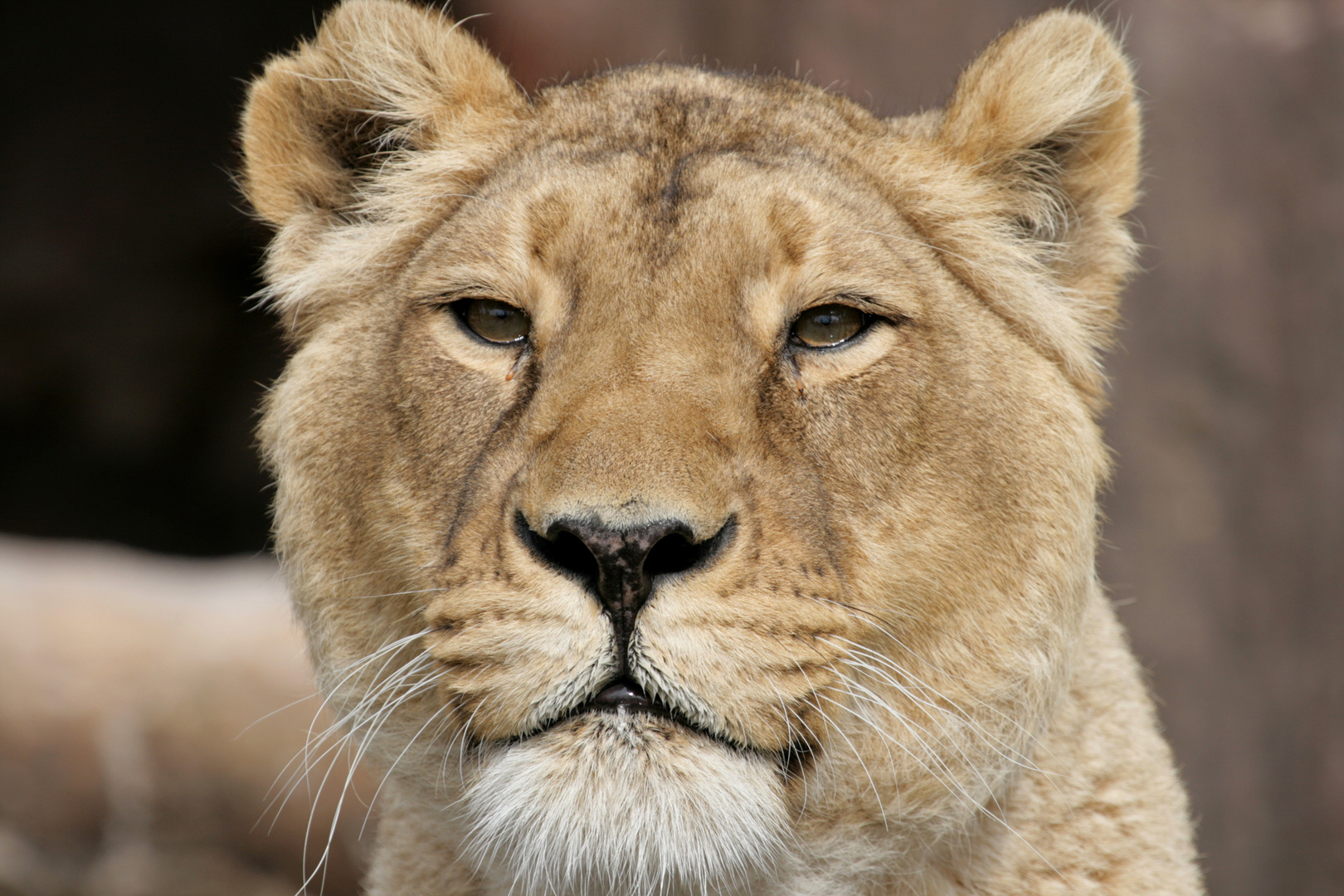 Löwenportrait