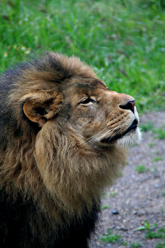 Löwenportrait