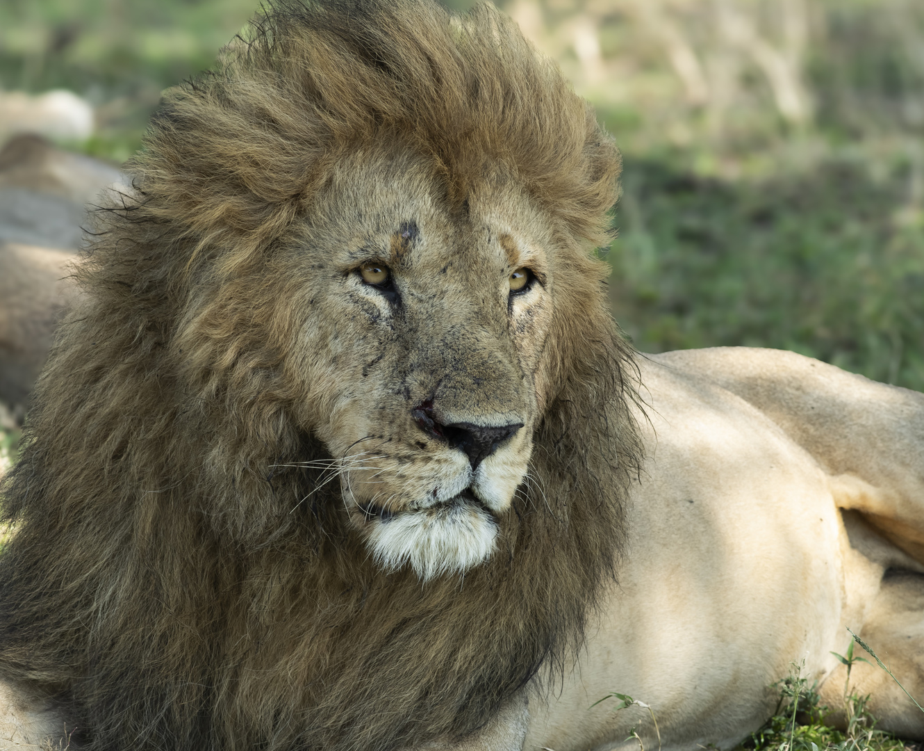 Löwenportrait