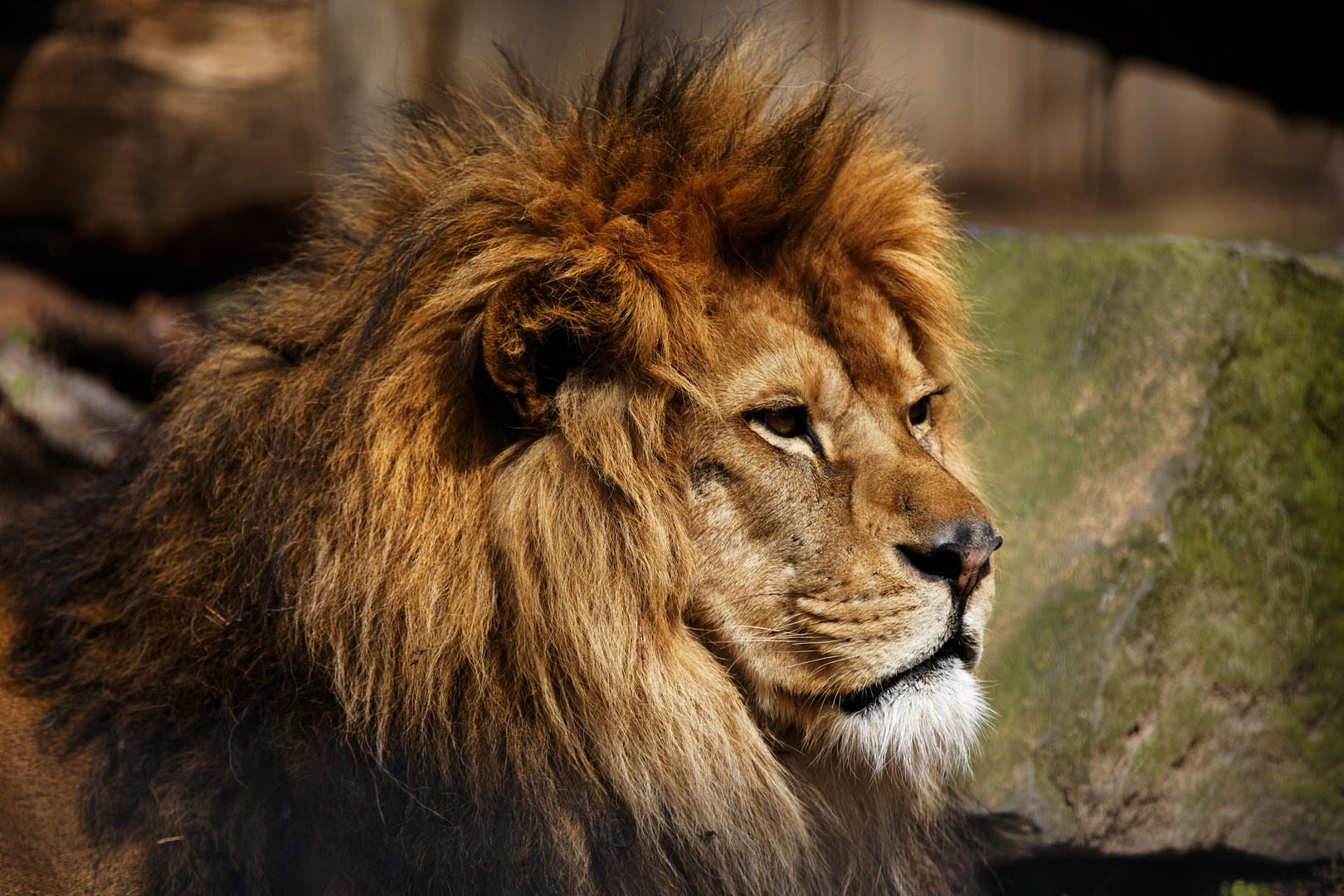 Löwenportrait