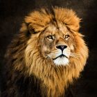 Löwenportrait