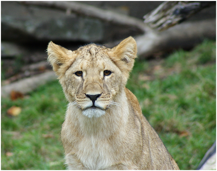 Löwenportrait