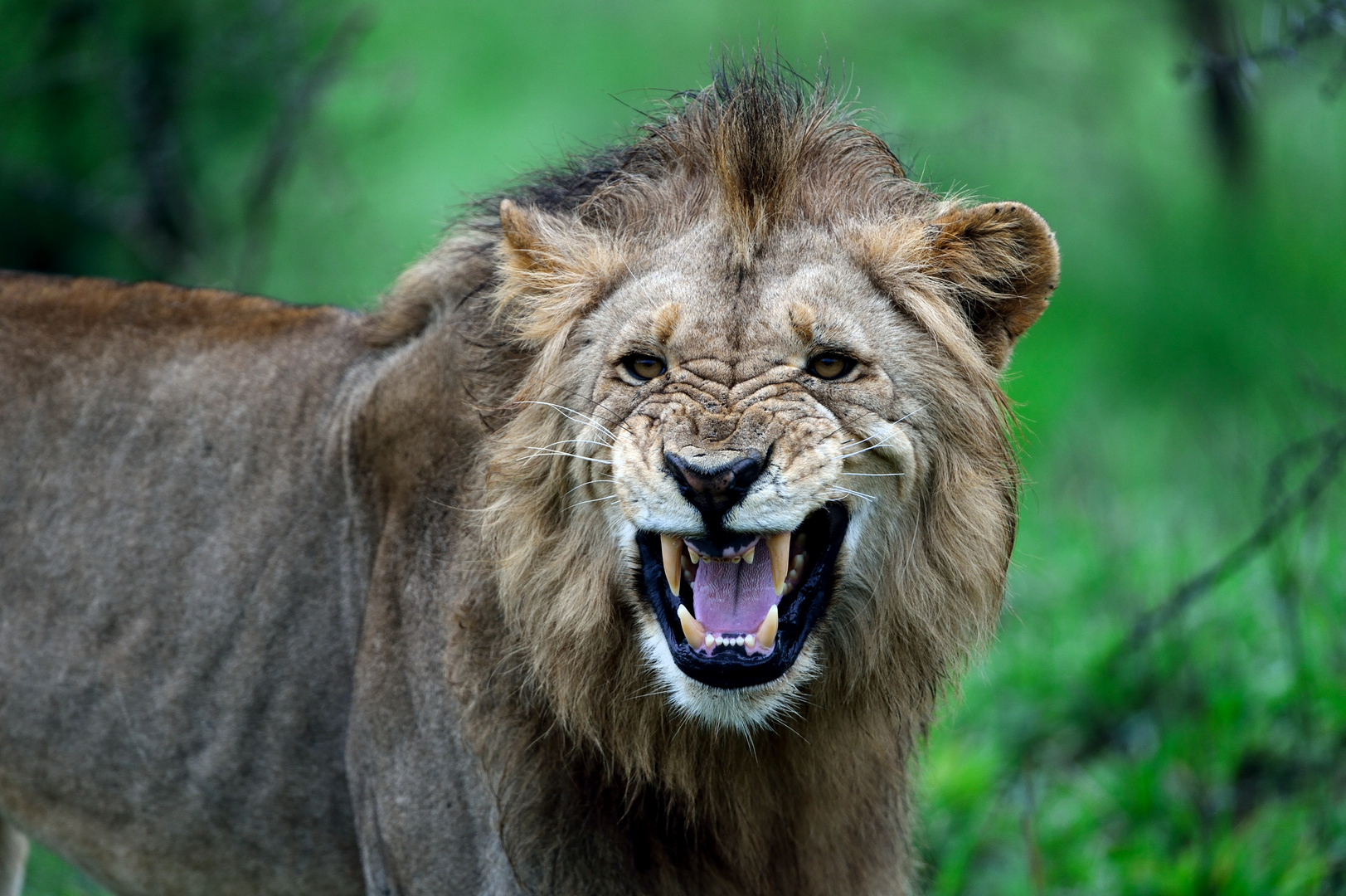 Löwen_Portrait