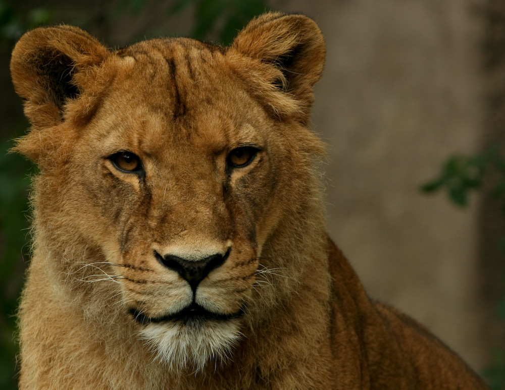 Löwenportrait