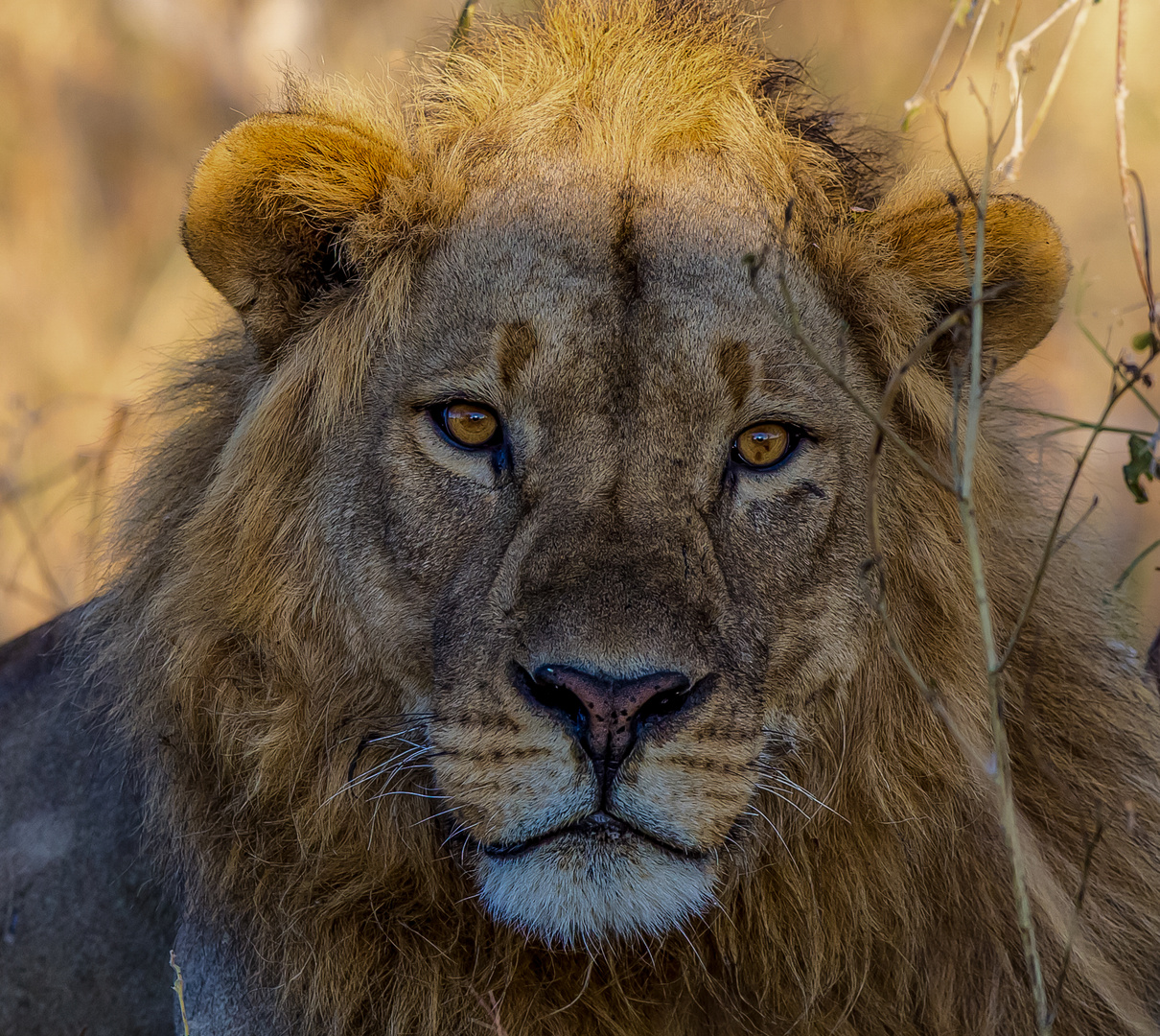 Löwenportrait