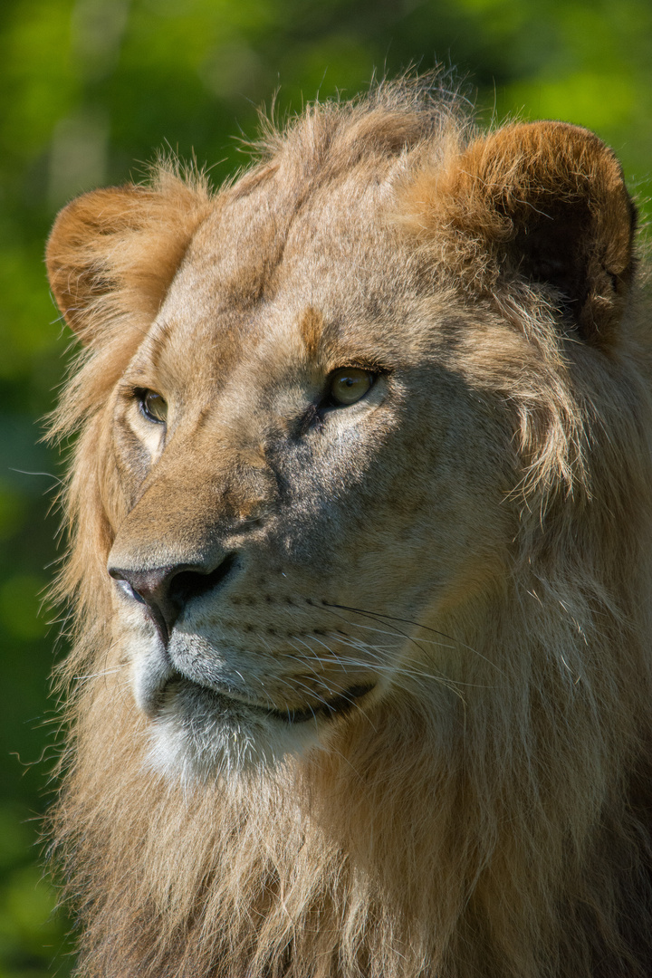 Löwenportrait